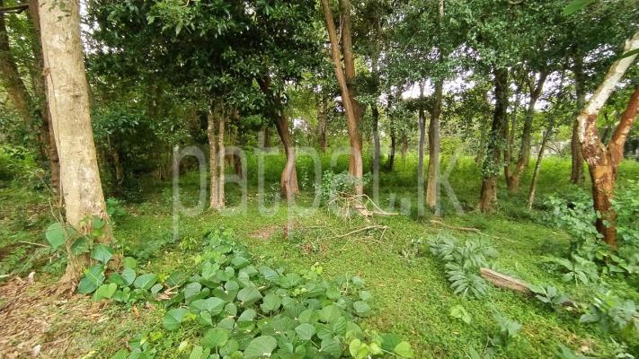 premium-listing-image