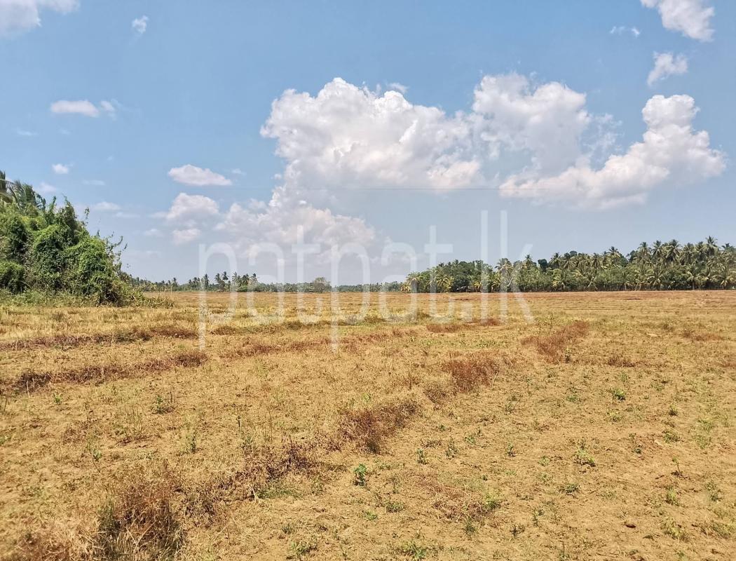 Agricultural Land for Sale in Tangalla