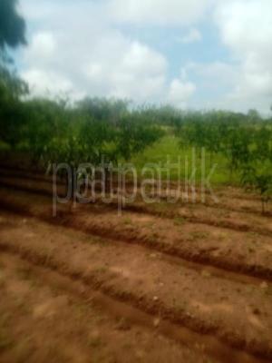 Agricultural Land for Sale in Tantirimale