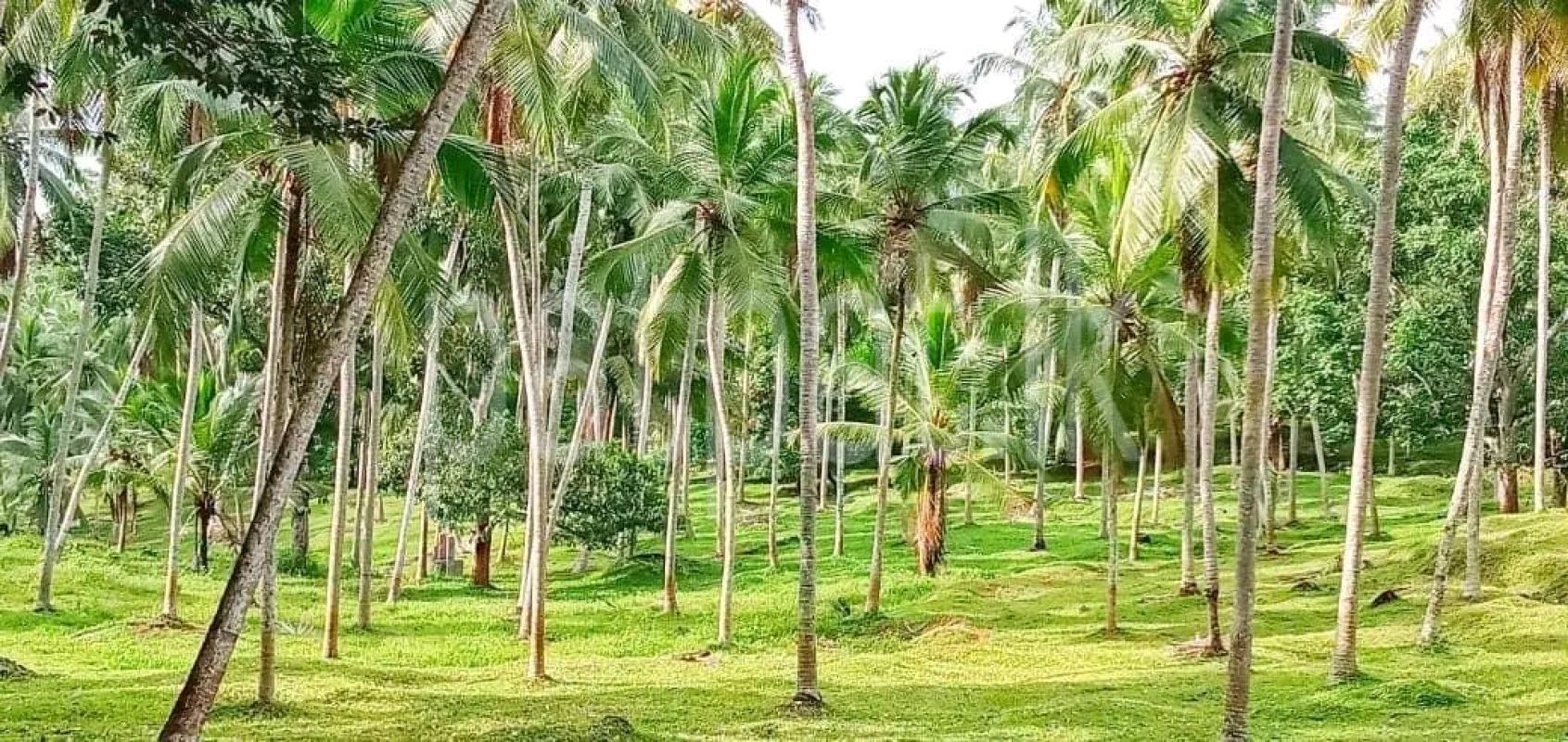 Agricultural Land for Sale in Mawathagama