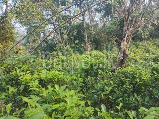 Agricultural Land for Sale in Matugama