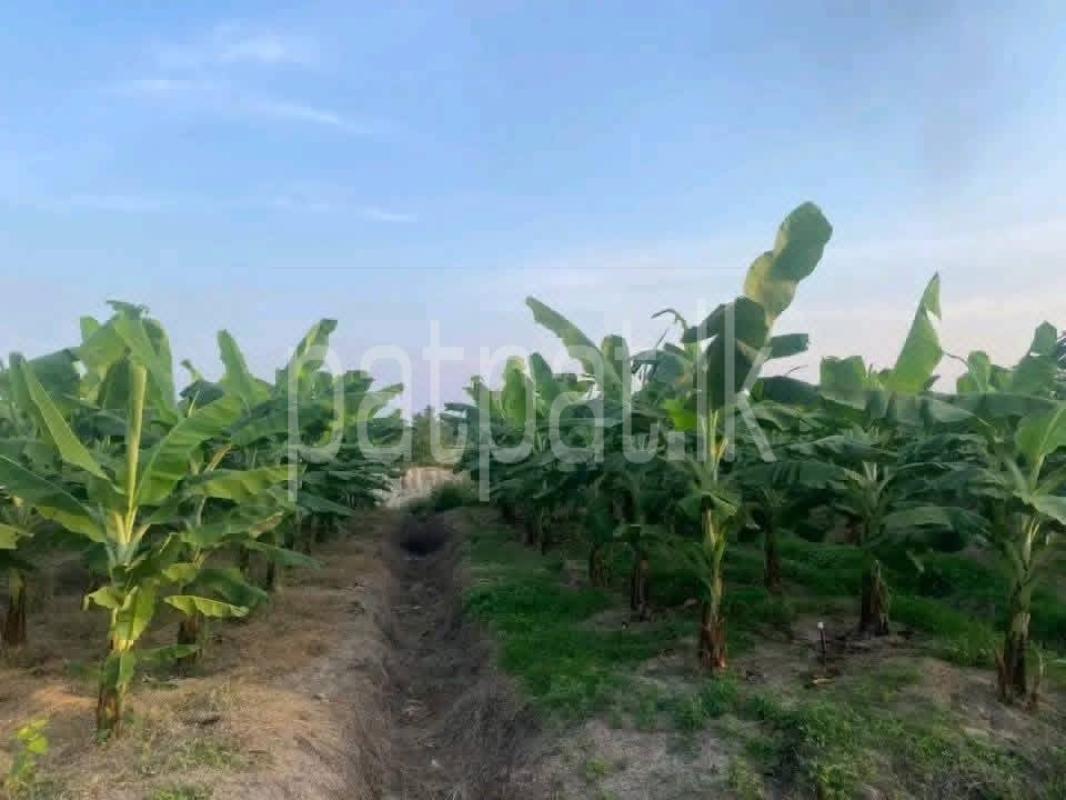 Agricultural Land for Sale in Udamattala