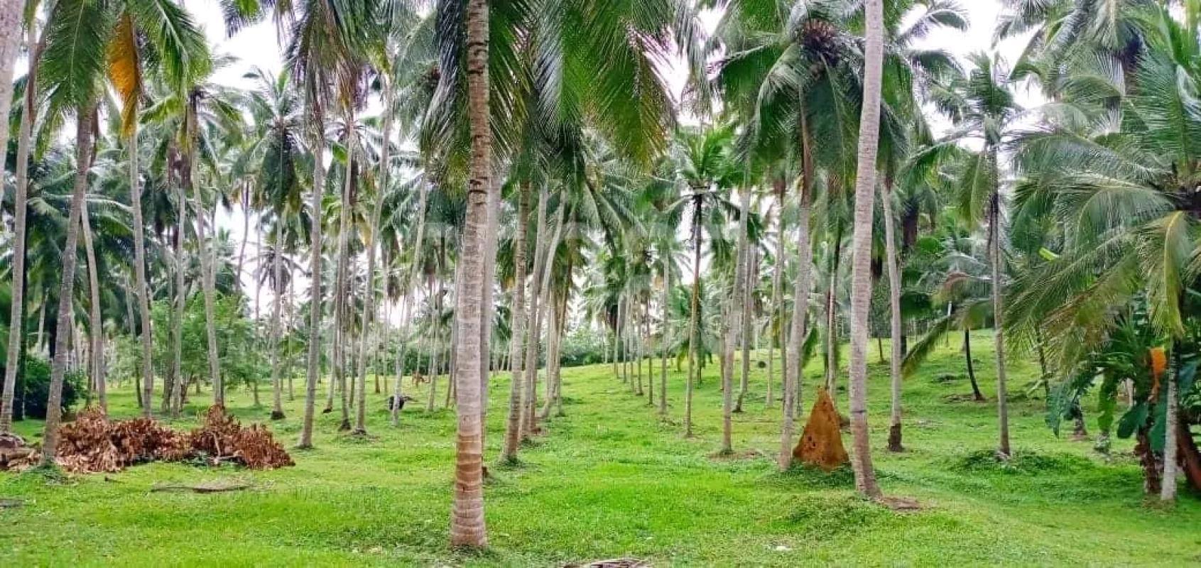 Agricultural Land for Sale in Maho