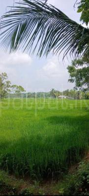 Agricultural Land for Sale in Sella Kataragama