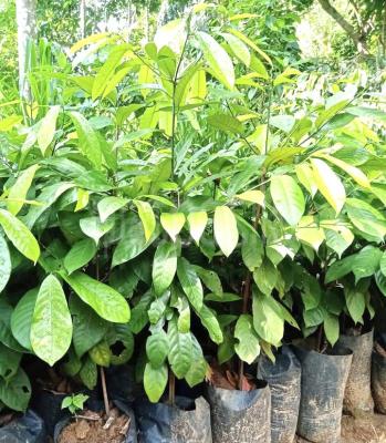 premium-listing-image