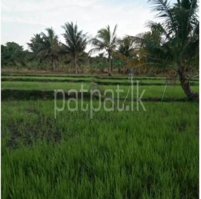 Agricultural Land for Sale in Embilipitiya