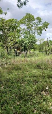 premium-listing-image