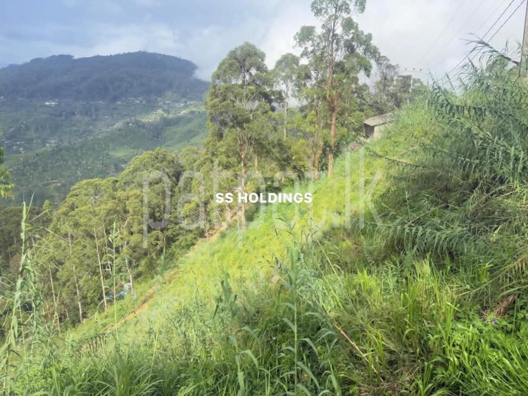 Commercial Land for Sale in Boralanda