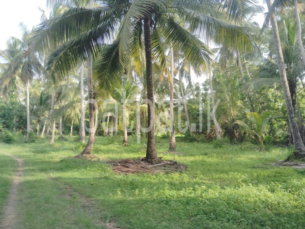 Agricultural Land for Sale in Wariyapola