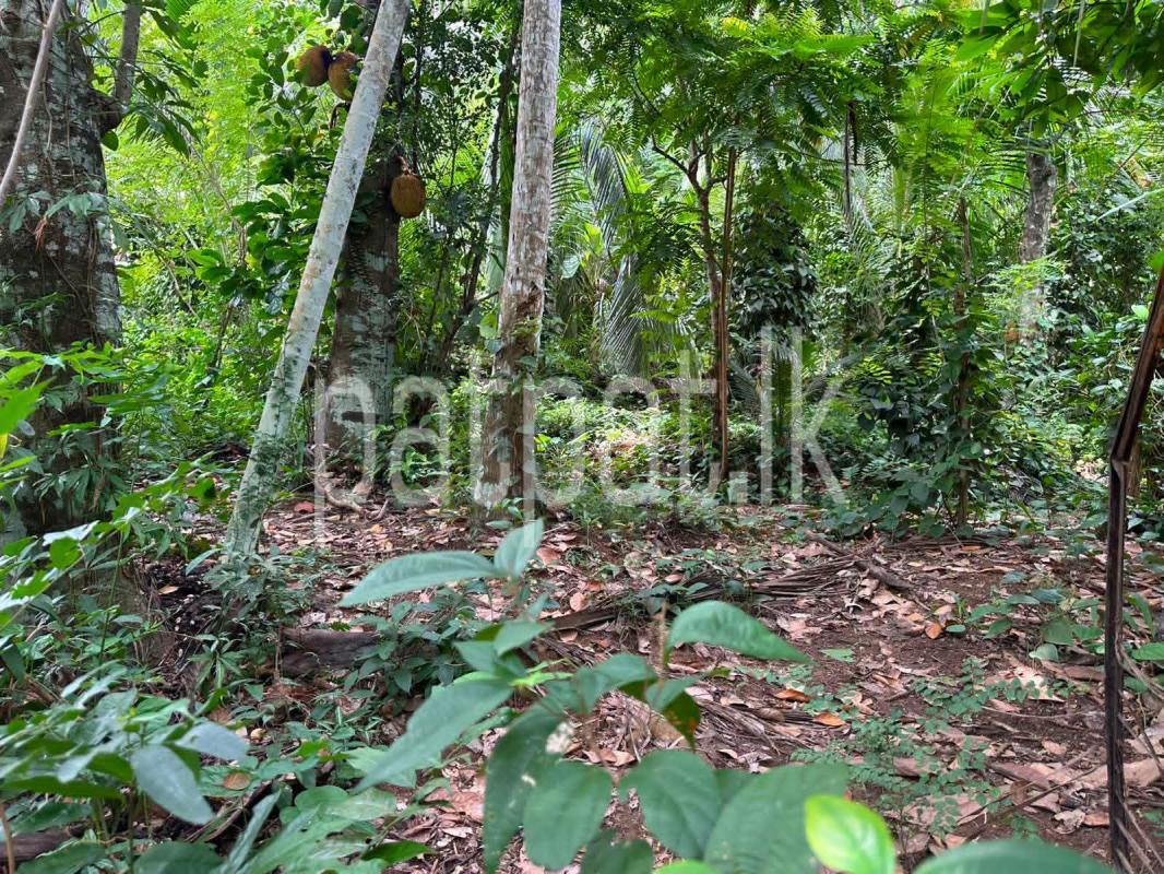Residential Land for Sale in Mirigama
