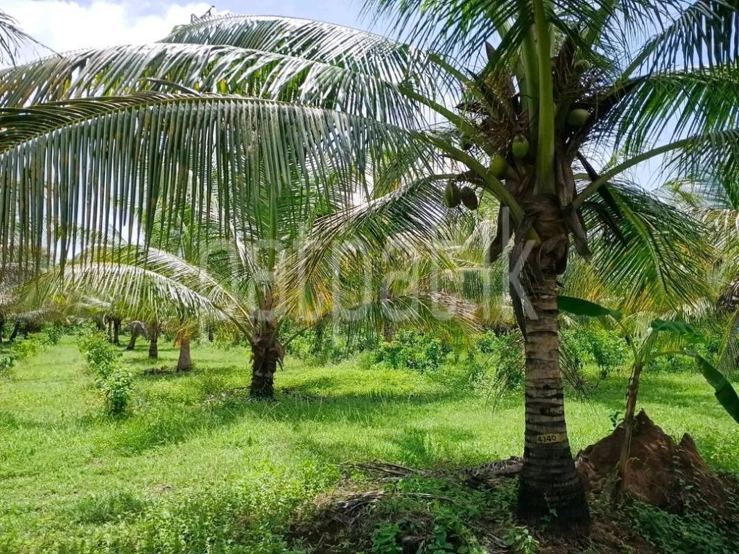 Agricultural Land for Sale in Maho
