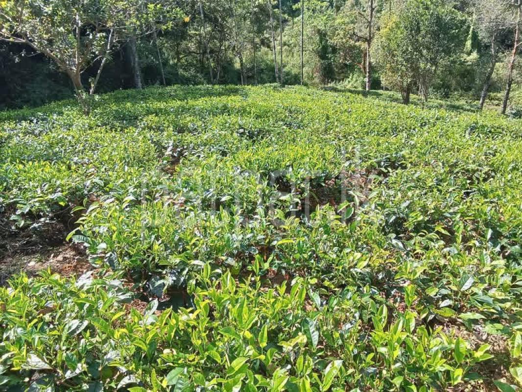 Agricultural Land for Sale in Deniyaya