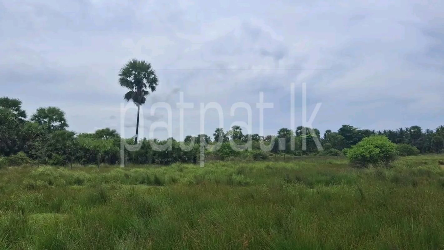 Agricultural Land for Sale in Chilaw