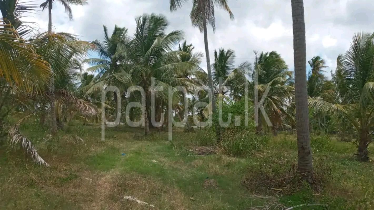 Agricultural Land for Sale in Ridigama