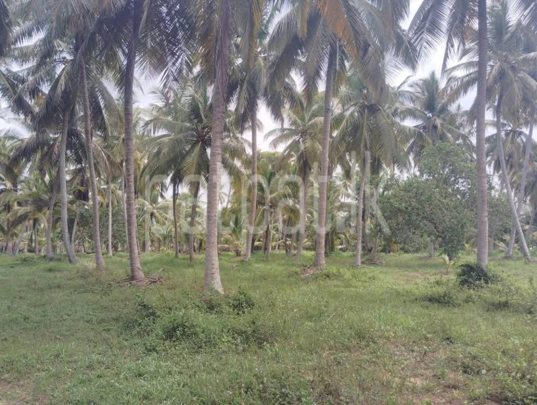 Agricultural Land for Sale in Bangadeniya