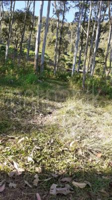 Agricultural Land for Sale in Welimada