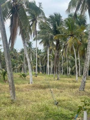 Agricultural Land for Sale in Bingiriya