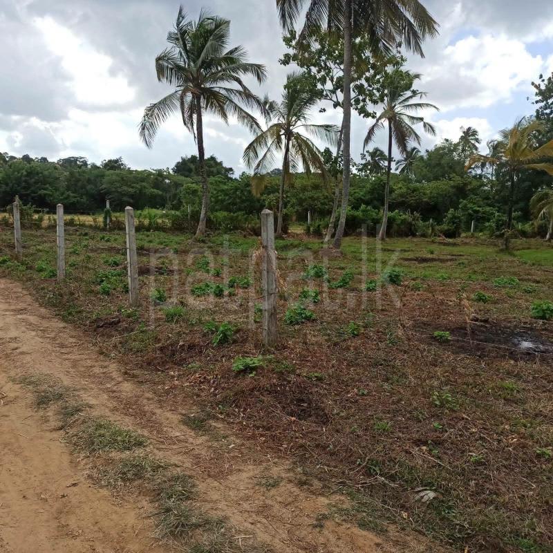 Agricultural Land for Sale in Mawathagama