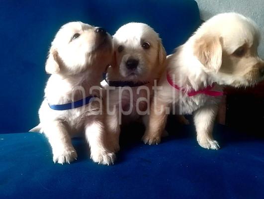 Golden Retriever Puppies