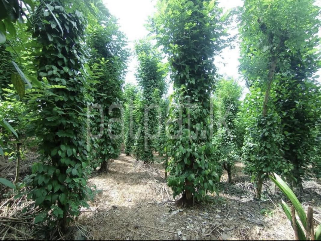 Agricultural Land for Sale in Kandy
