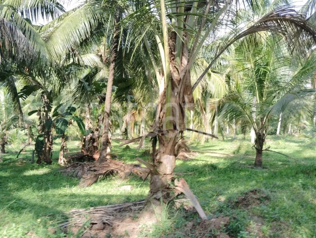 Agricultural Land for Sale in Ja-Ela