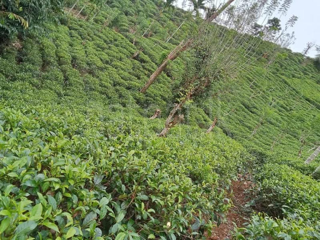 Agricultural Land for Sale in Deniyaya