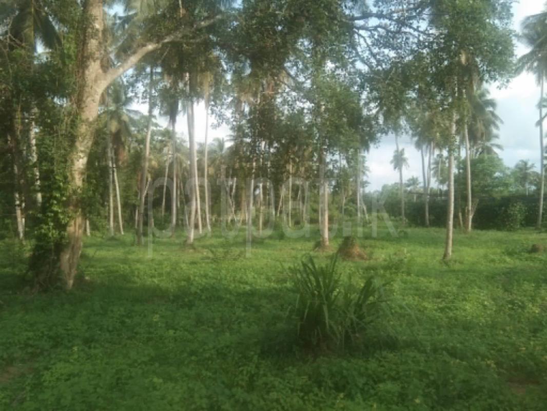 Agricultural Land for Sale in Dambadeniya