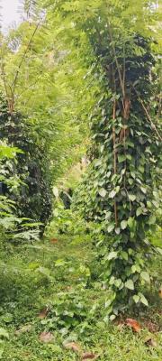 Agricultural Land for Sale in Kurunegala