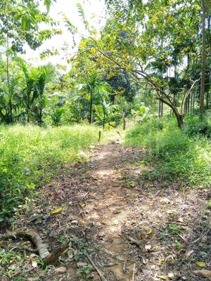 Agricultural Land for Sale in Pelmadulla