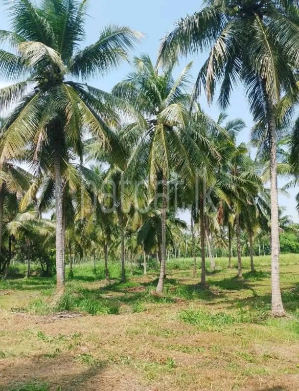 Agricultural Land for Sale in Maho