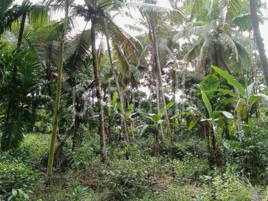 Agricultural Land for Sale in Deniyaya