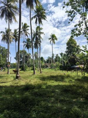 Agricultural Land for Sale in Gampaha