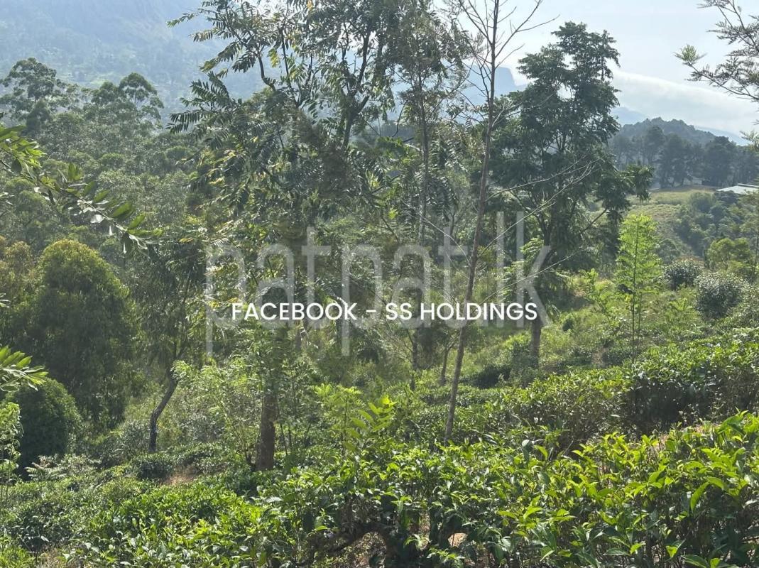 Agricultural Land for Sale in Welimada
