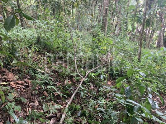 Agricultural Land for Sale in Getahetta