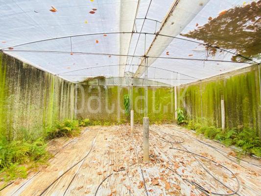 Polytunnel Greenhouse