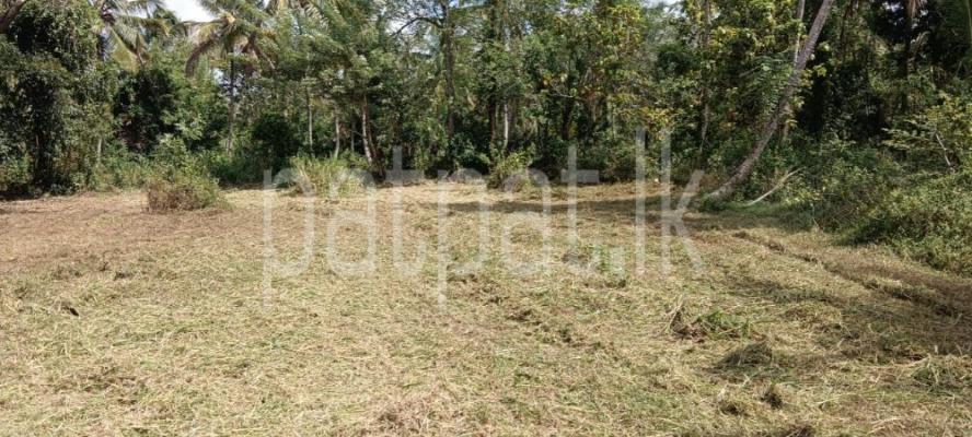 premium-listing-image