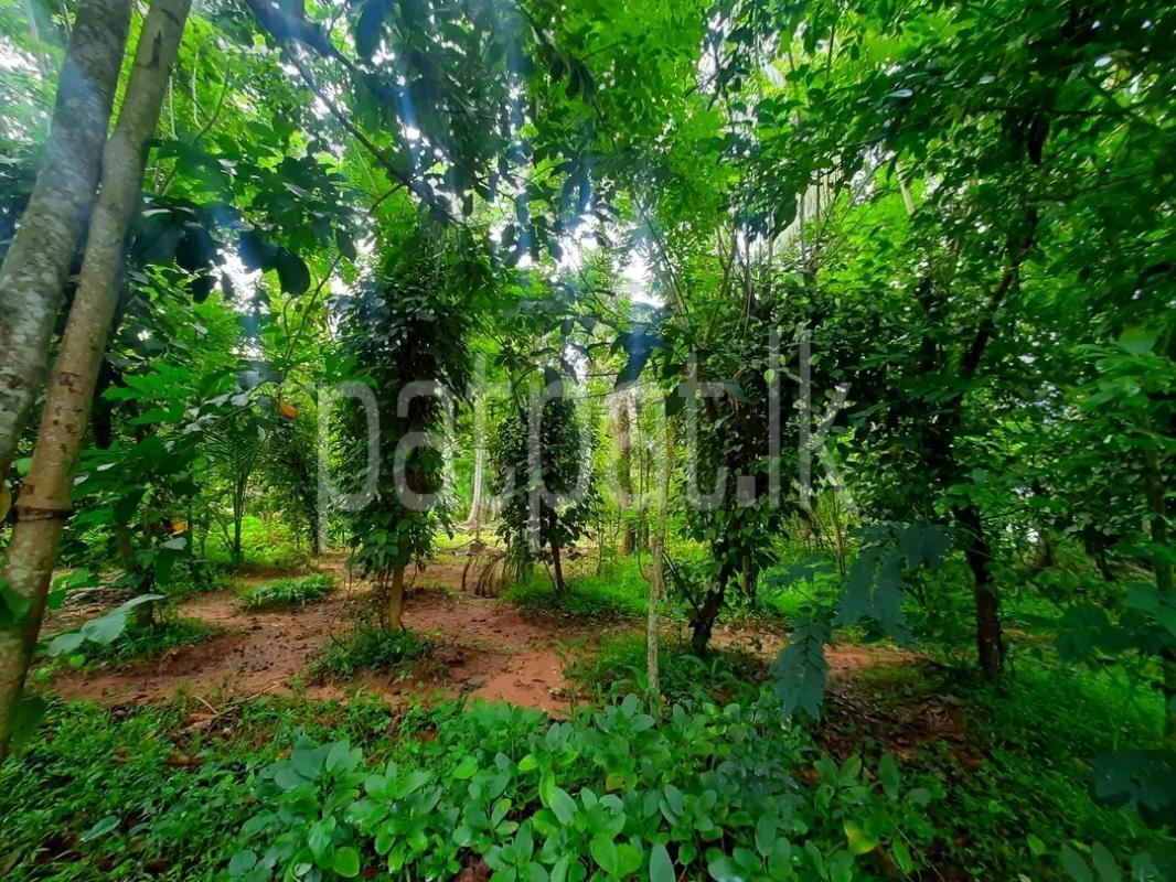 Residential Land for Sale in Kalawana