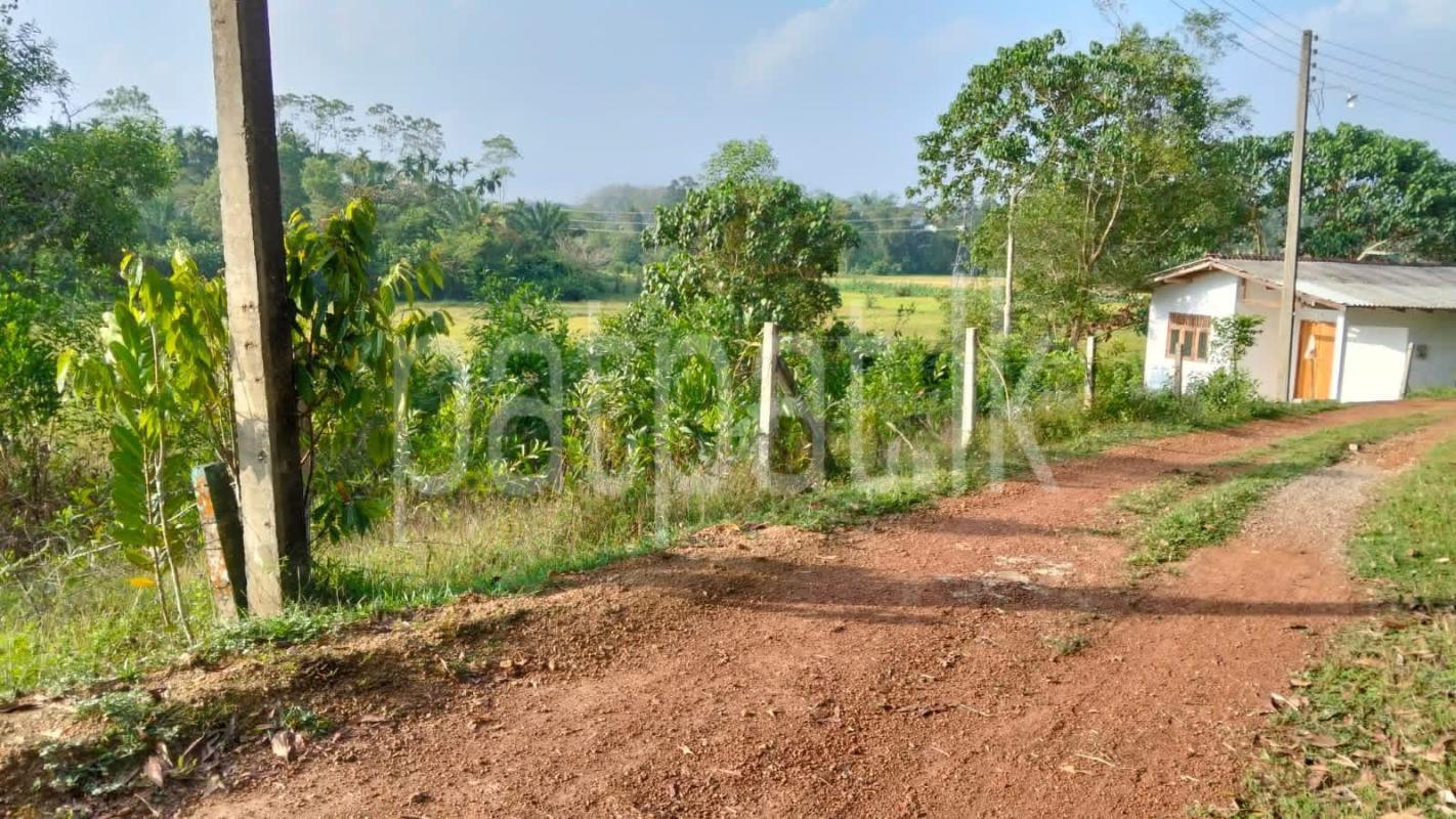 Agricultural Land for Sale in Dodangoda