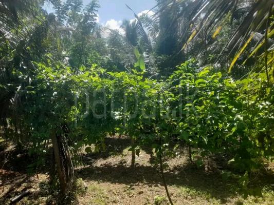 Residential Land for Sale in Ranna