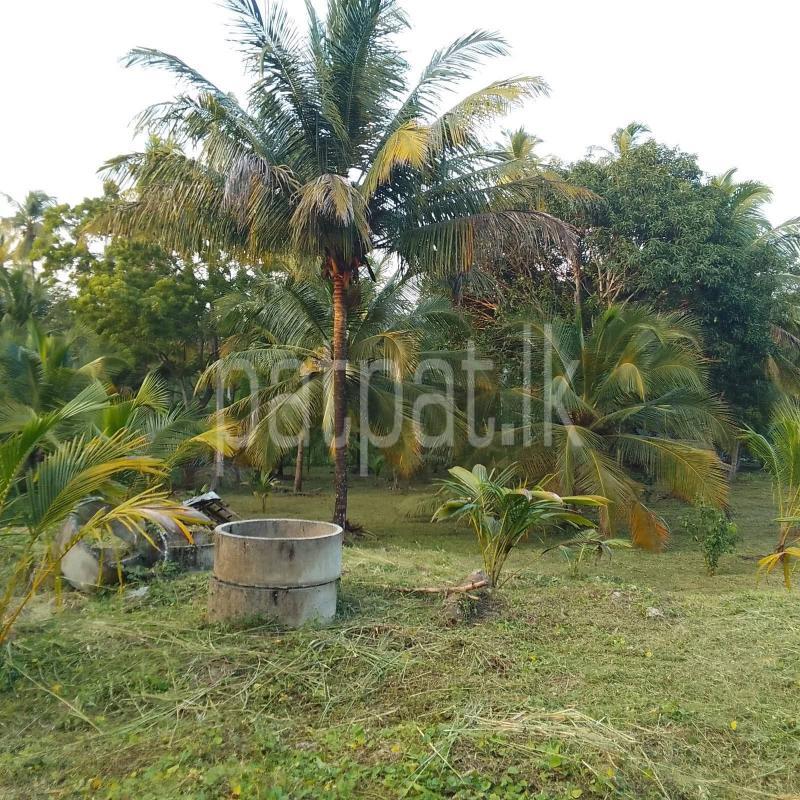 Commercial Land for Sale in Tangalla