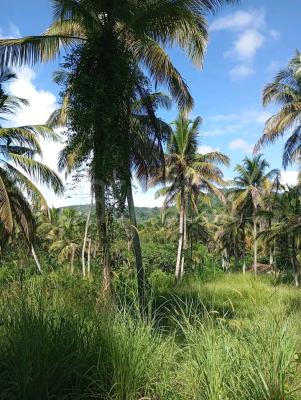 Commercial Land for Sale in Kurunegala