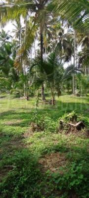 Agricultural Land for Sale in Divulapitiya