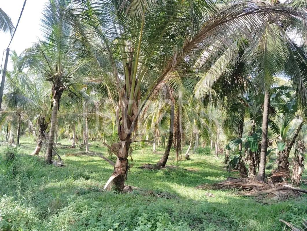 Agricultural Land for Sale in Minuwangoda