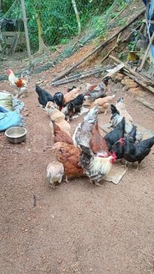 Chickens for sale