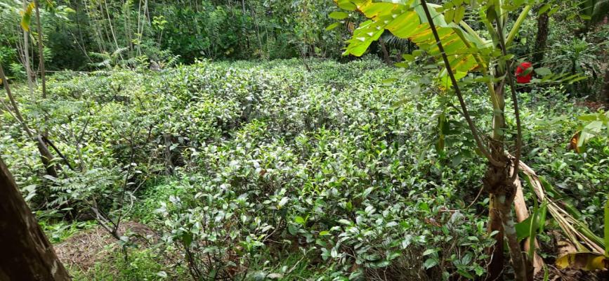 Agricultural Land for Sale in Eheliyagoda