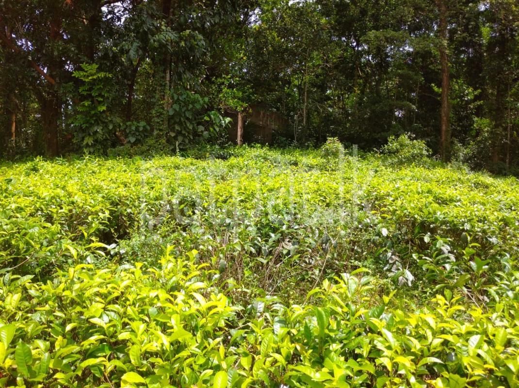 Agricultural Land for Sale in Kalawana