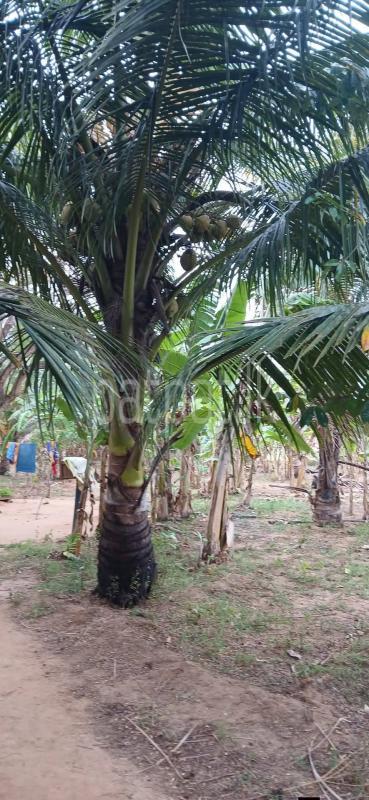 Residential Land for Sale in Sella Kataragama