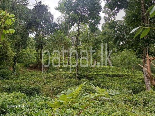 premium-listing-image