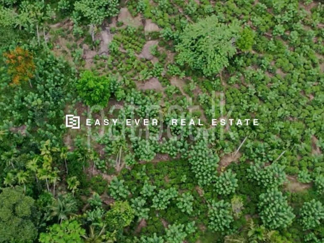 Commercial Land for Sale in Kitulgala