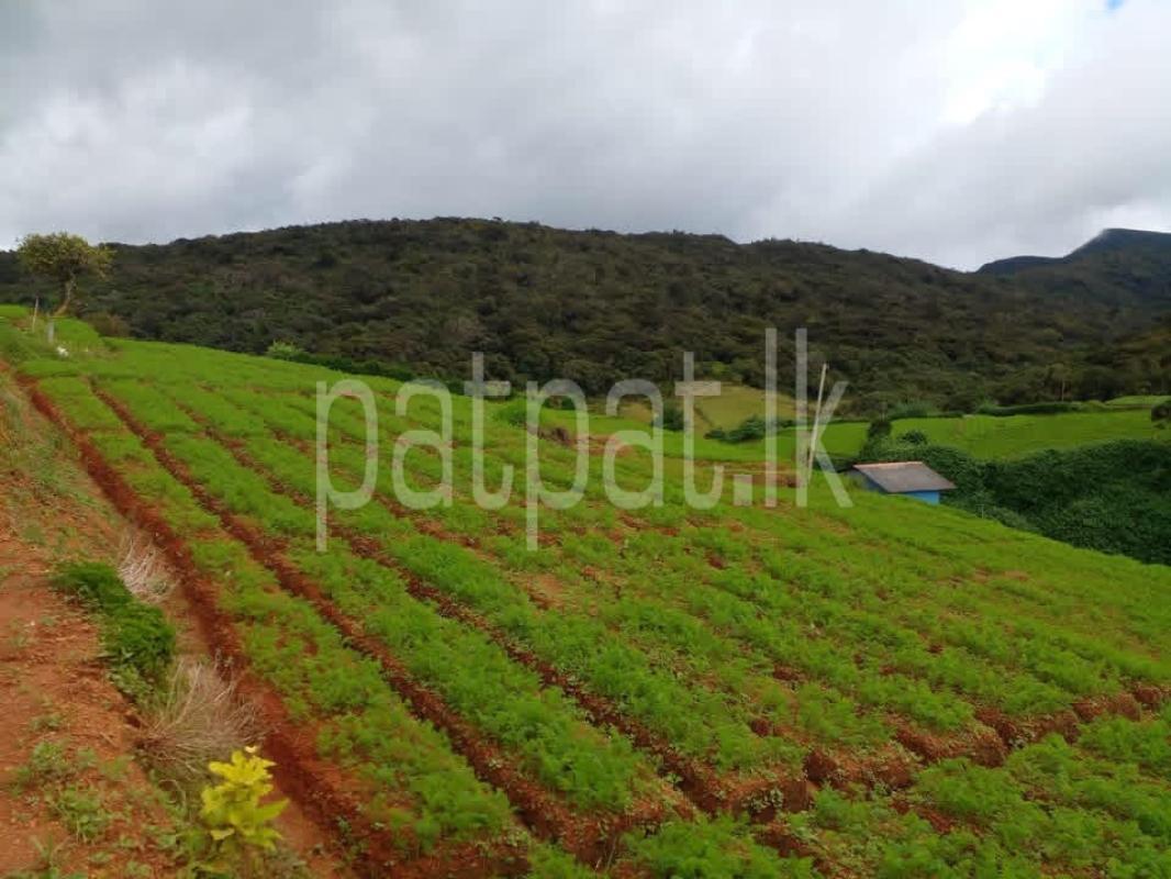 Residential Land for Sale in Mipilimana